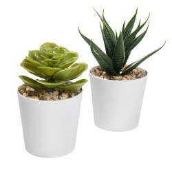 Set de Plantas Aliso - KTC 750