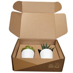 Set de Plantas Aliso - KTC 750