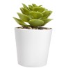 Set de Plantas Aliso - KTC 750