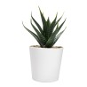 Set de Plantas Aliso - KTC 750