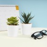 Set de Plantas Aliso - KTC 750